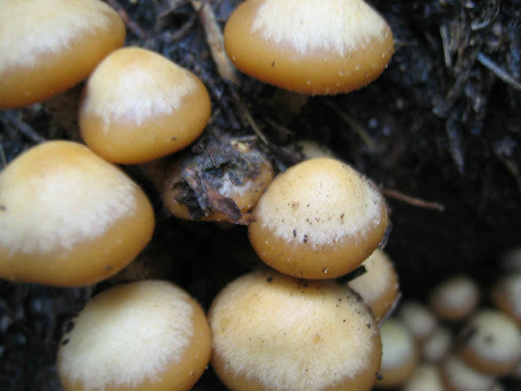 2005 :  Un anno di funghi